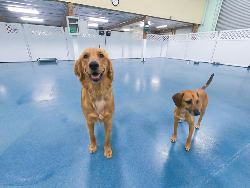 24 hour dog hot sale daycare near me