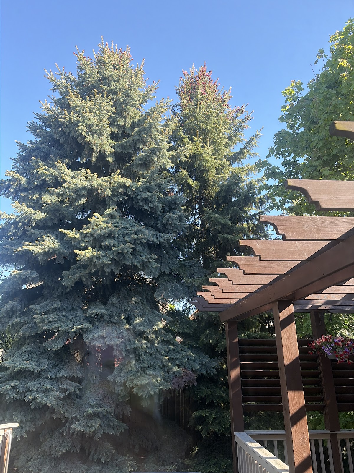 Shady Lane Expert Tree Care photo