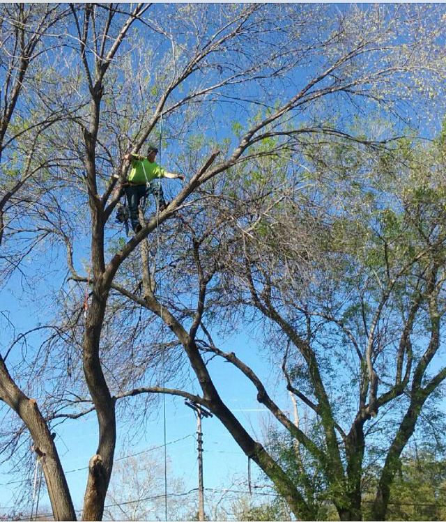 A. Matt Tree Service reviews