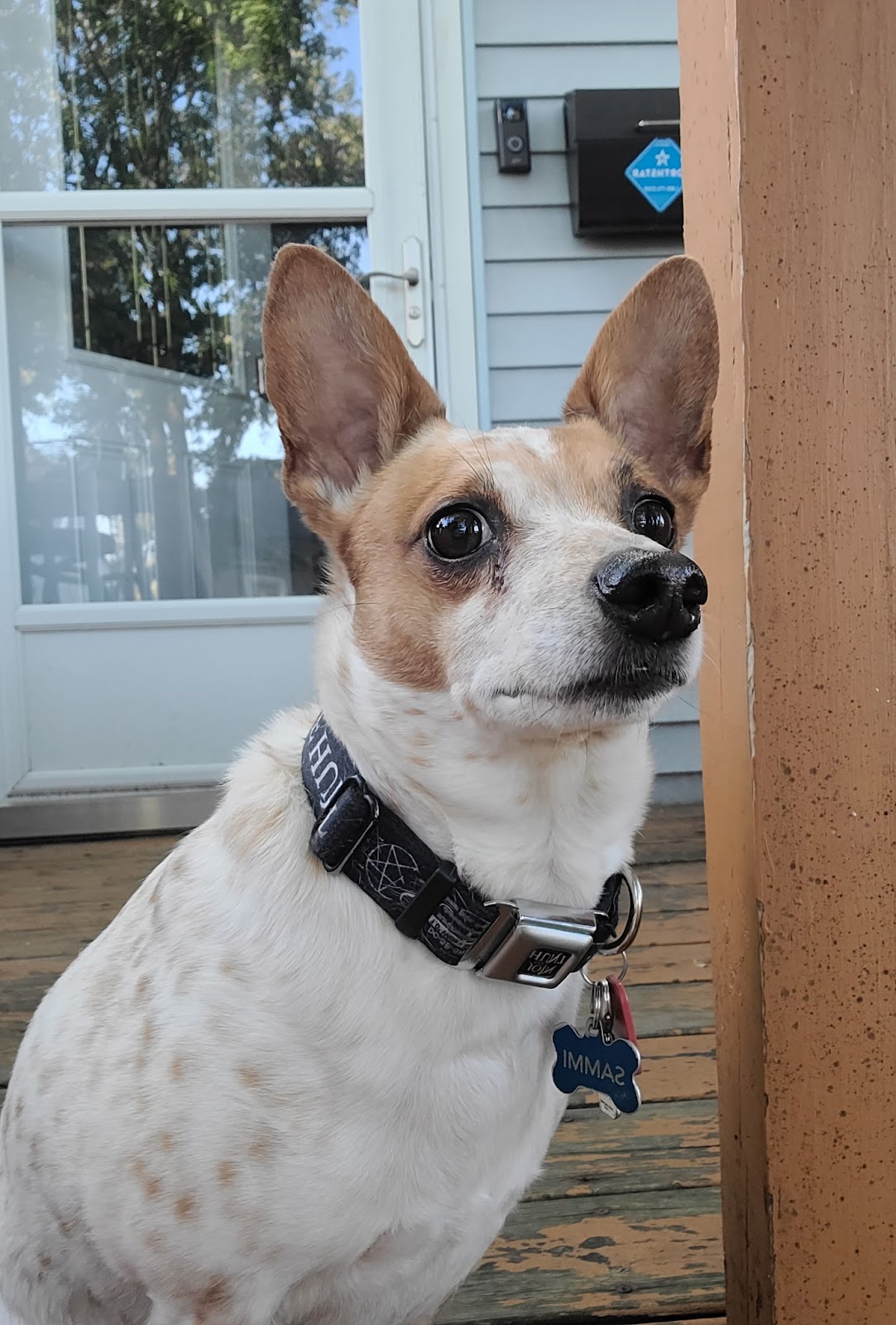 A-Quality Care Veterinary Hospital reviews