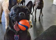 Carefree Canines Doggie Daycare reviews