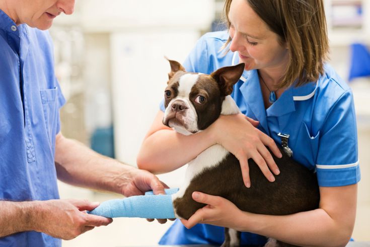 City Park Veterinary Services reviews