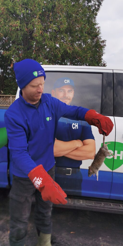 Critter Hero - Wildlife Removal photo