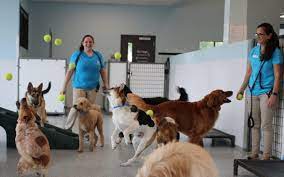 Doggie Diggs reviews