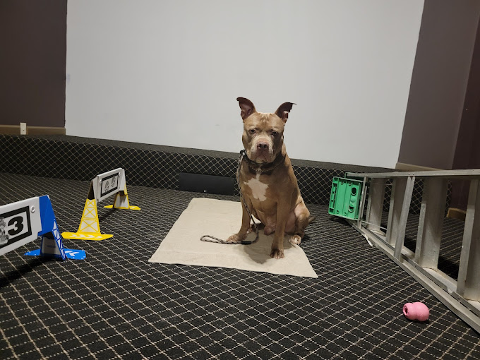 Explore Dog Training reviews