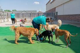 Metro Animals reviews