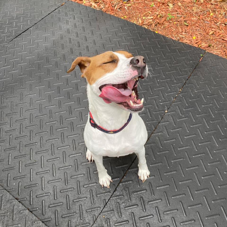 PamelaLovesPets reviews