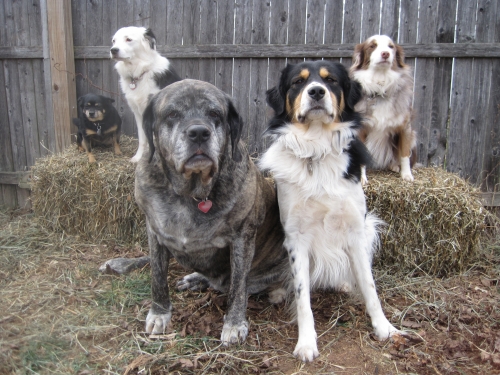 Dog Training & Counseling Services reviews