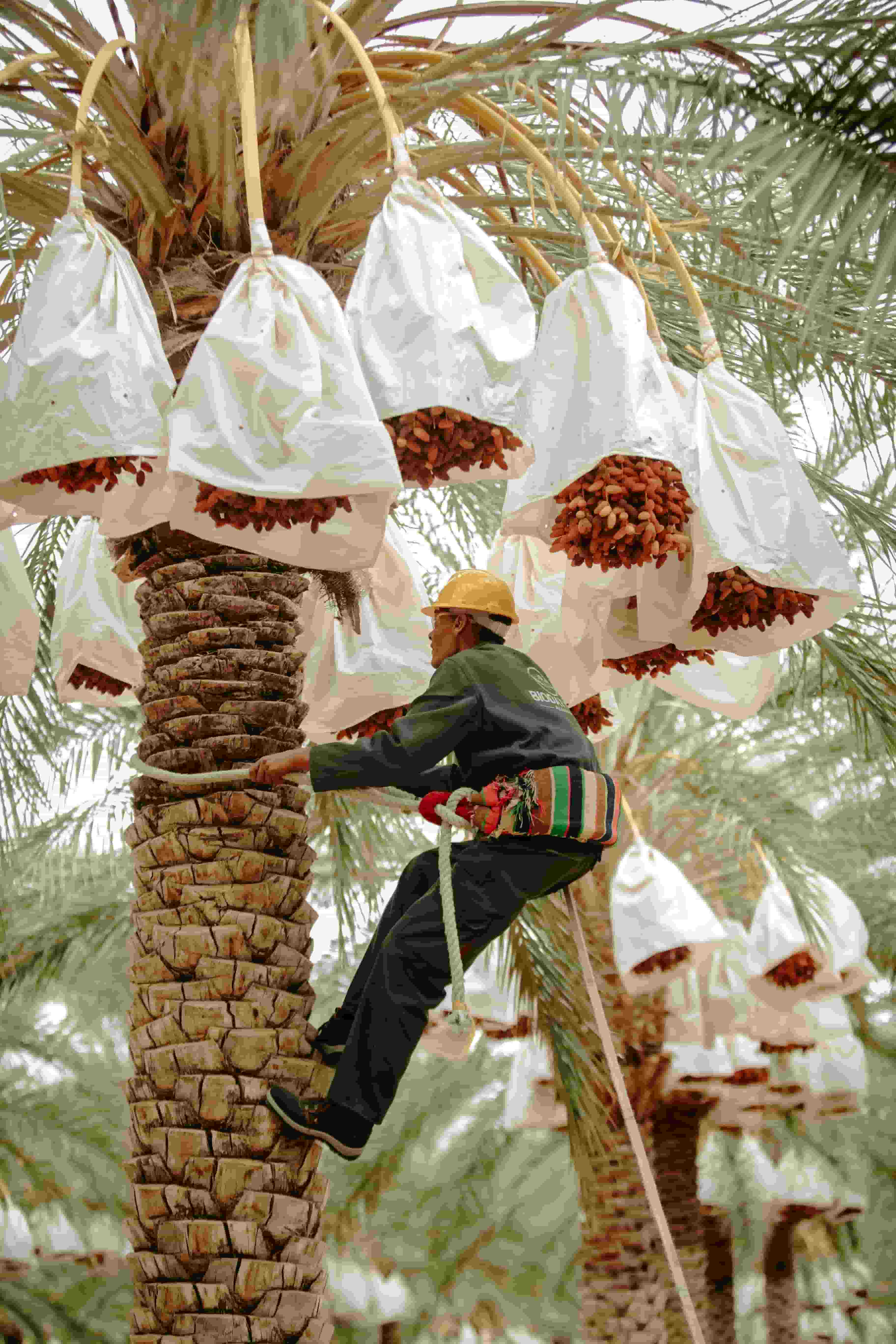 Western Tree Services reviews