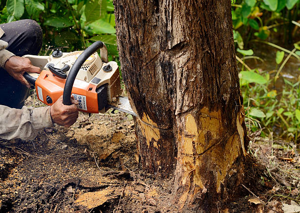 B & B Tree Service Inc. reviews
