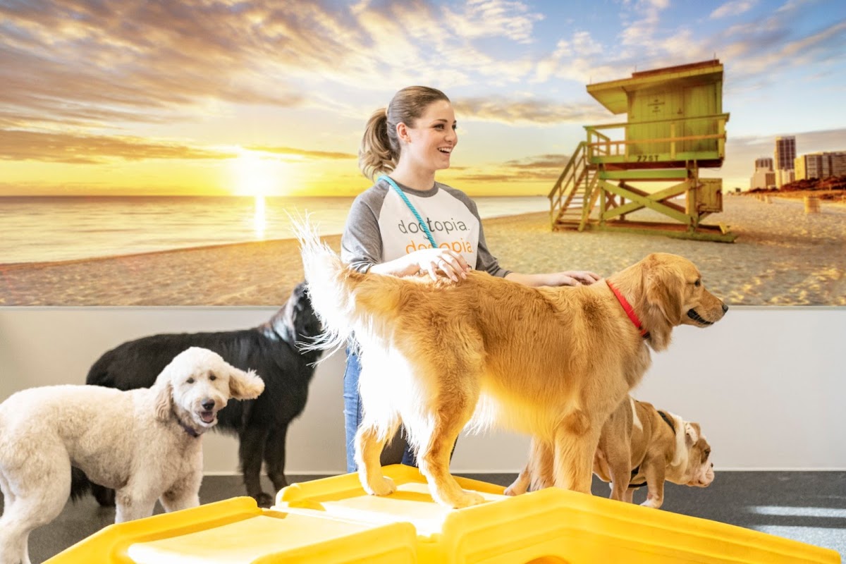 Dogtopia of Orlando - Apopka photo