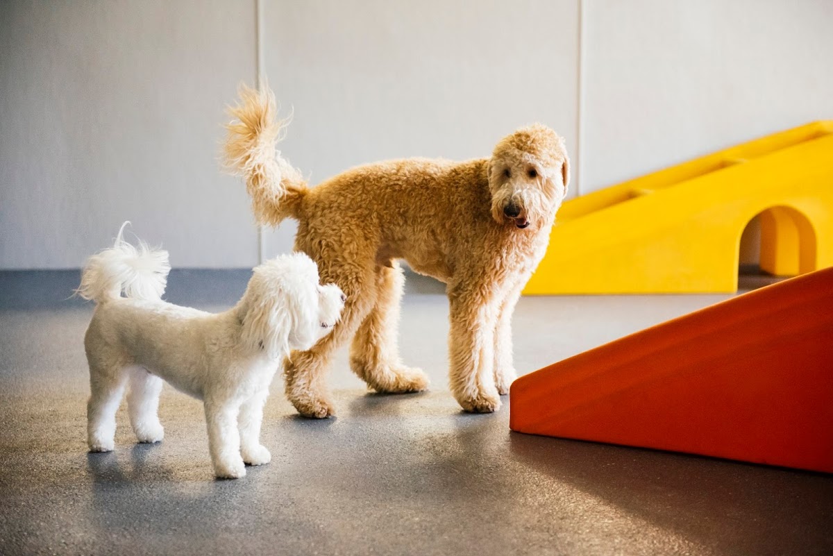Dogtopia of Orlando - Apopka photo