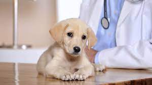 Point Grey Veterinary Hospital reviews