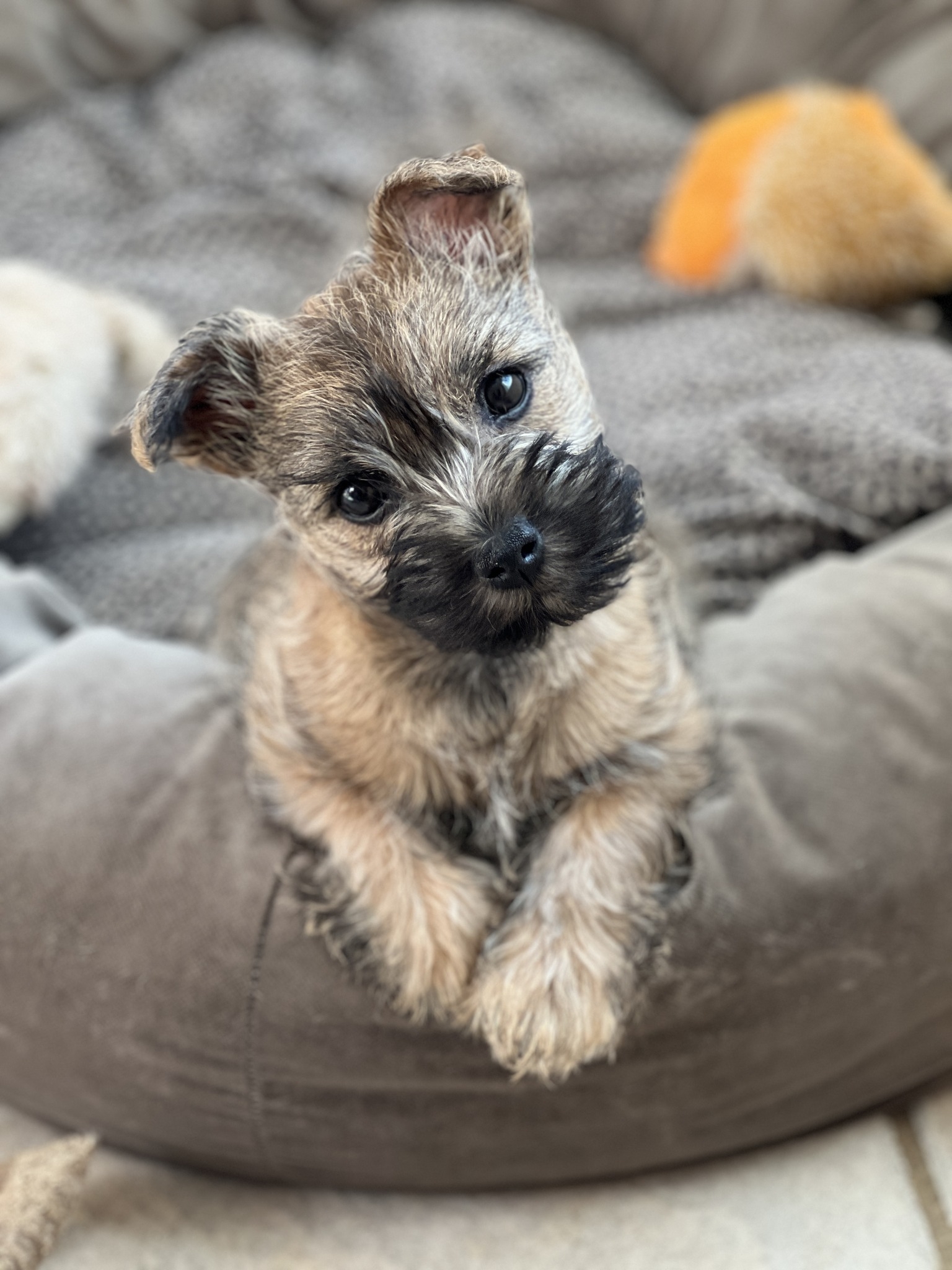 PAWS-ITIVE PUPPIES reviews