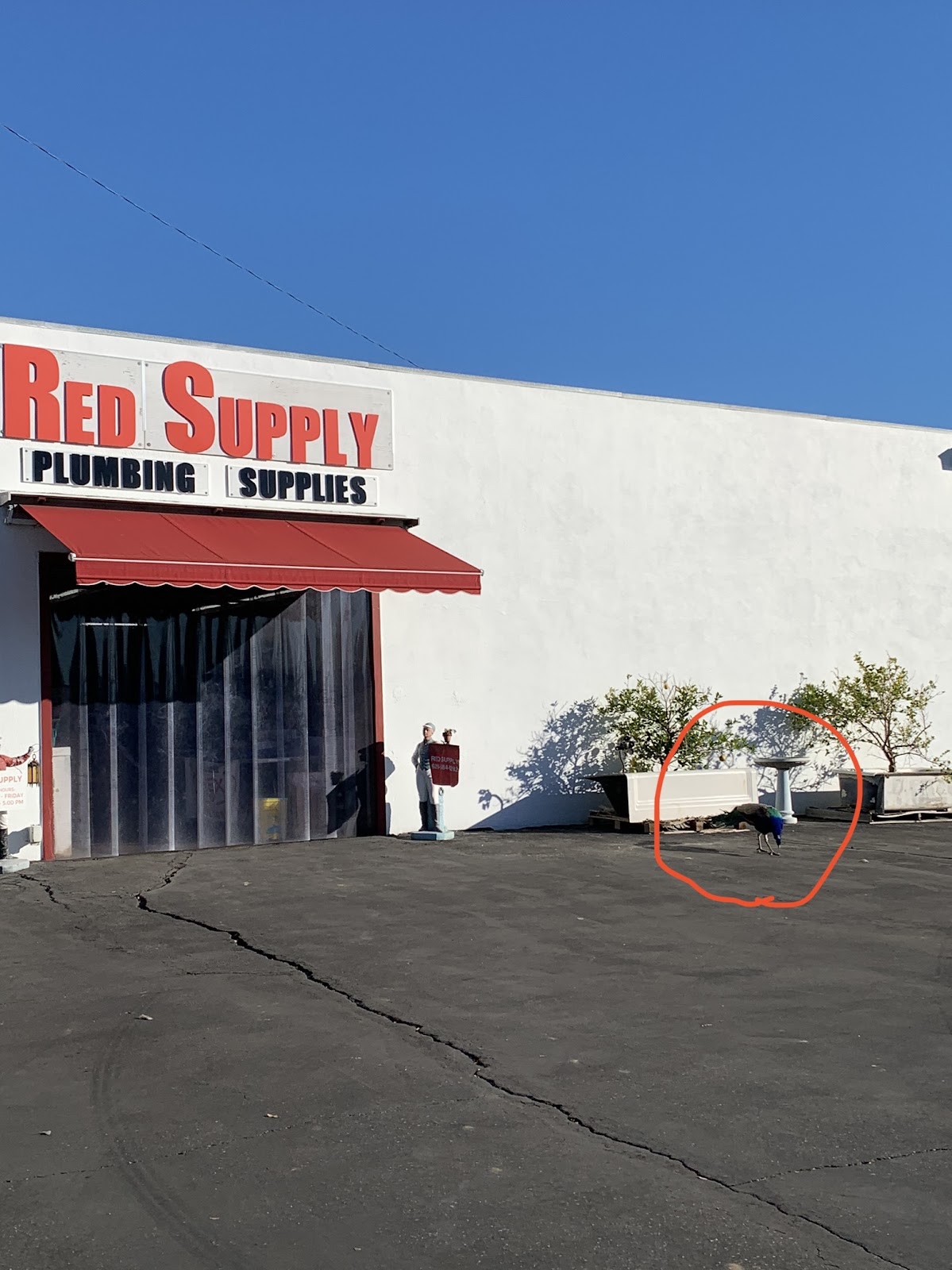 Red Supply photo