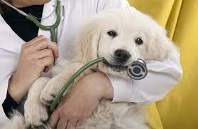 Vancouver South Animal Hospital reviews