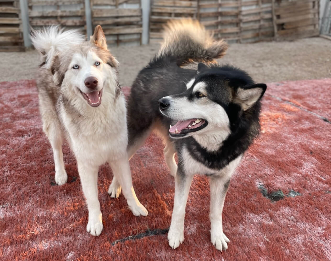 Liberty Bark reviews