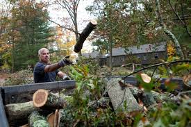 Arborist USA reviews