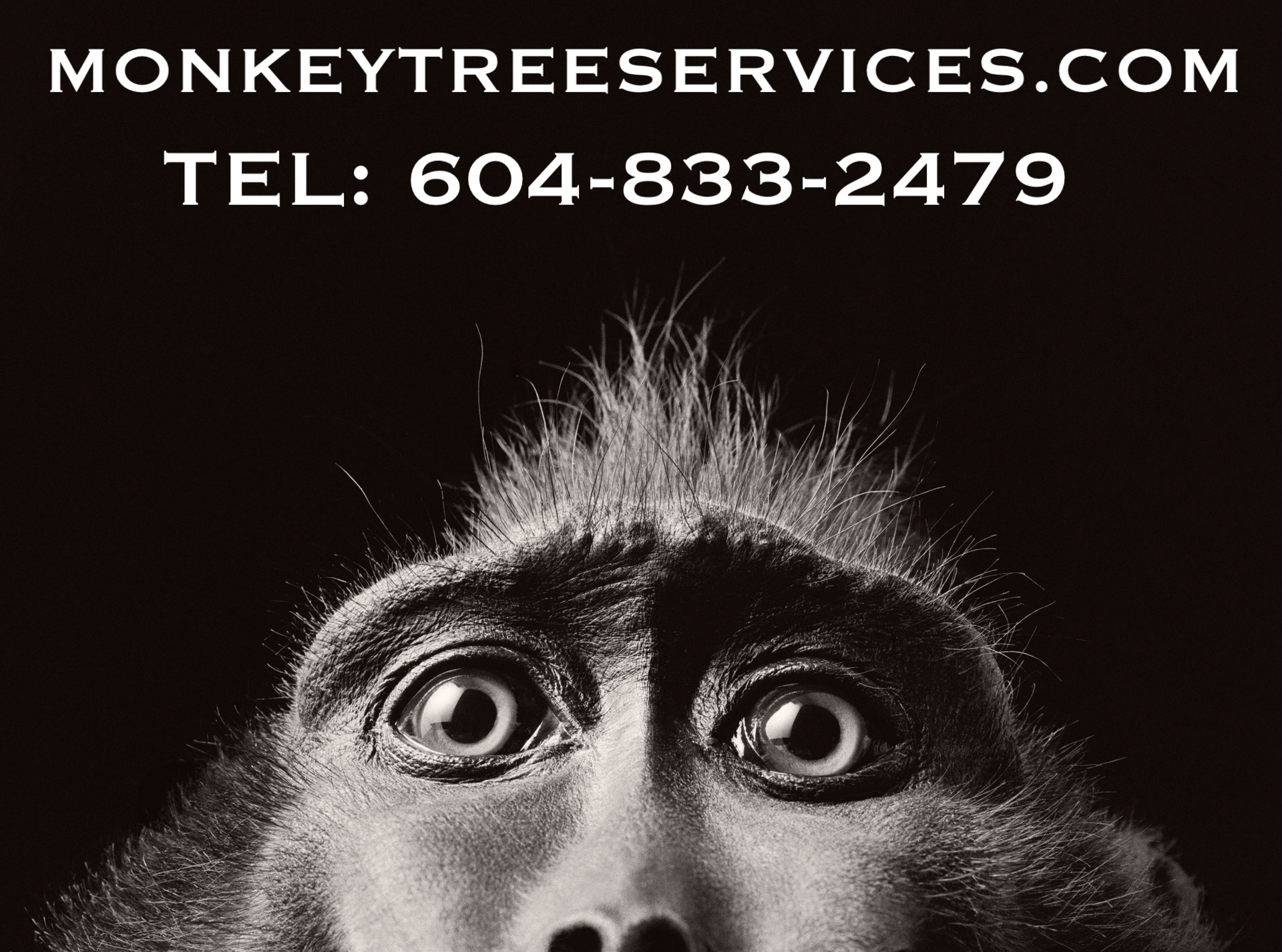Monkey Tree Services Ltd reviews