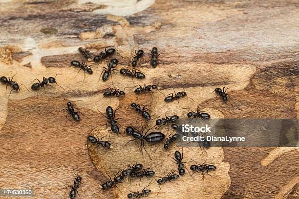 Vanish pest control Inc. photo