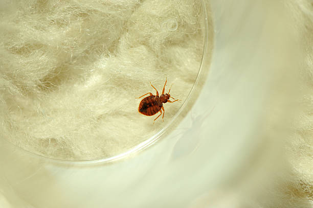 Vanish pest control Inc. photo