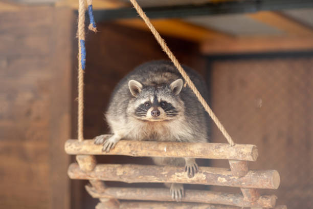 Vanish pest control Inc. photo