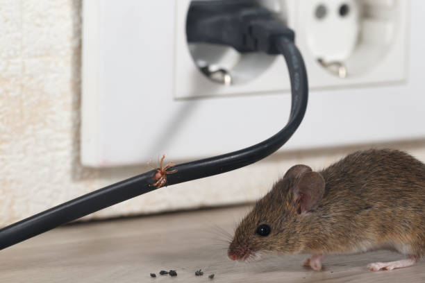 Vanish pest control Inc. photo