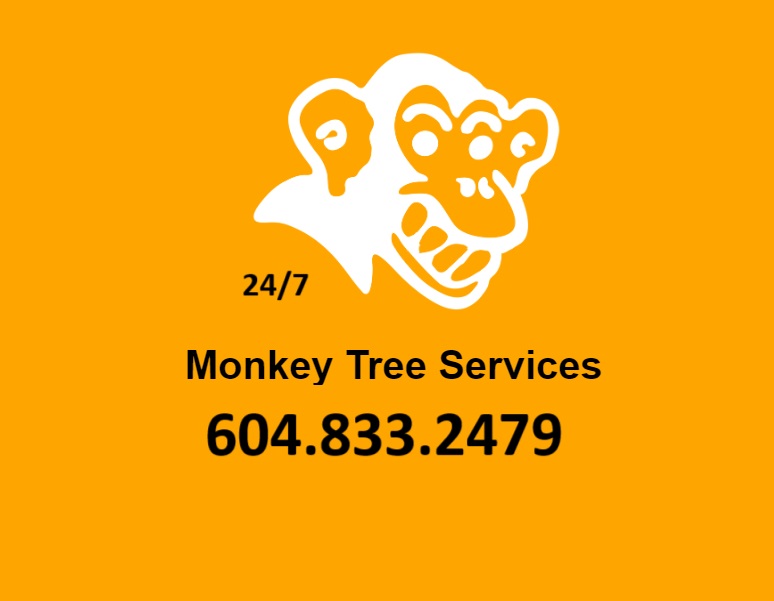 Monkey Tree Services Ltd reviews