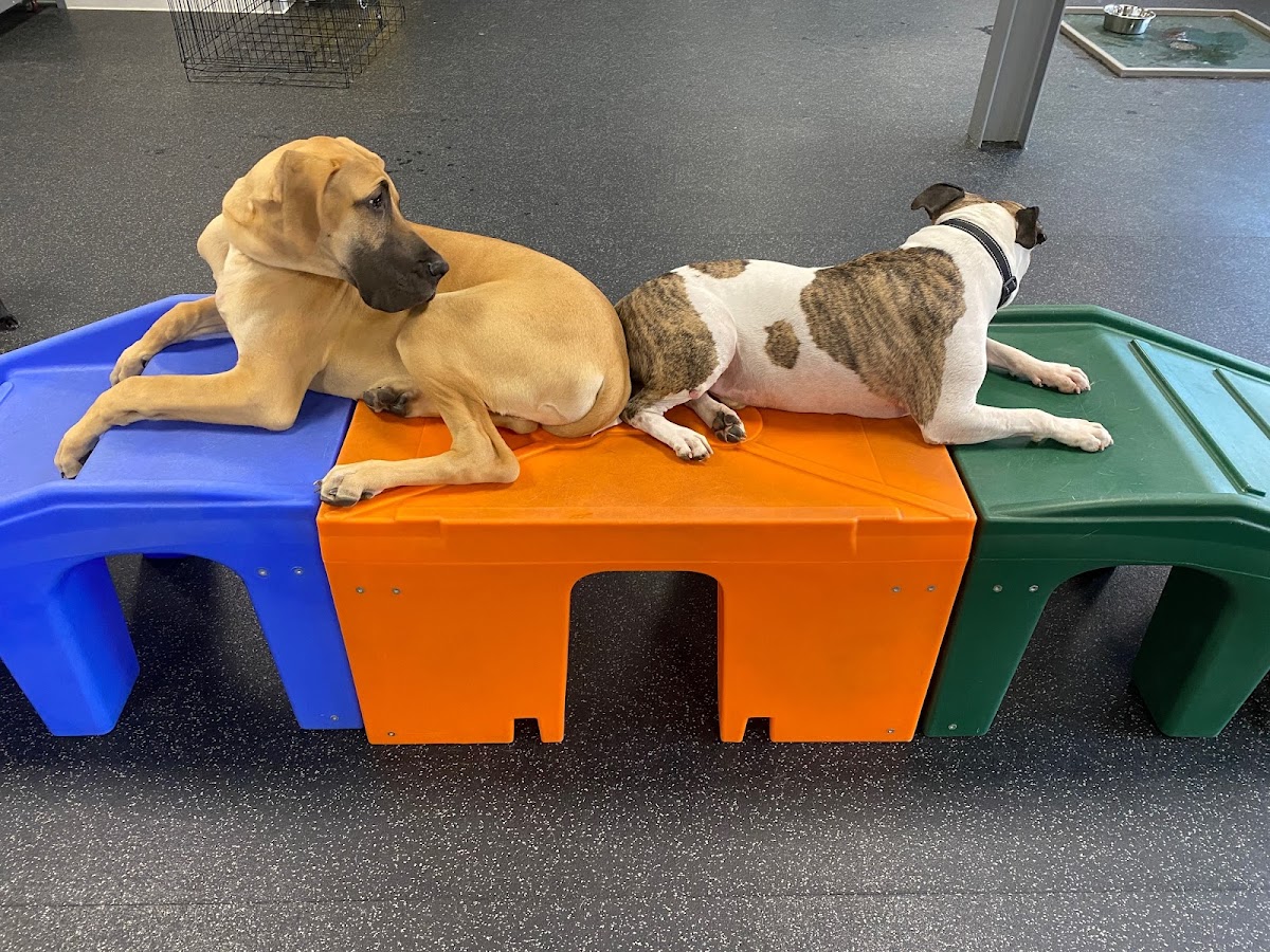 Dogtopia of Fishkill photo