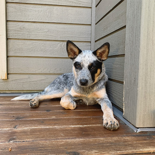 Happi Dog Training photo