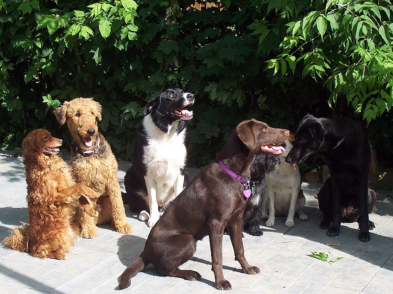 Mellow Vibes Dog Training reviews