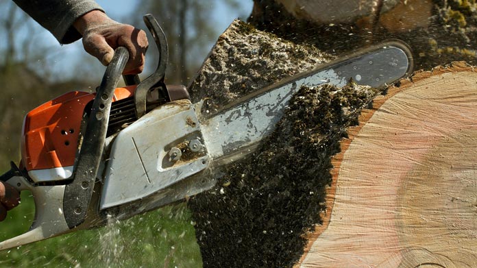 Mister Tree Service reviews