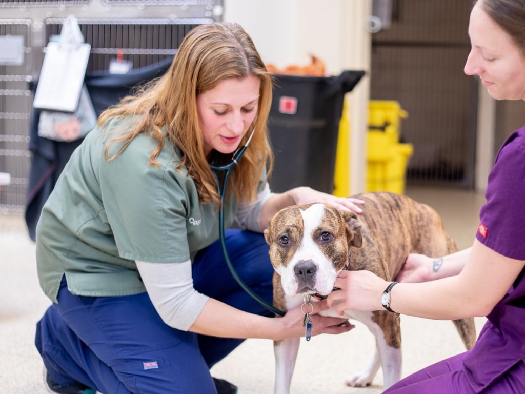 Furry Friends Animal Hospital reviews