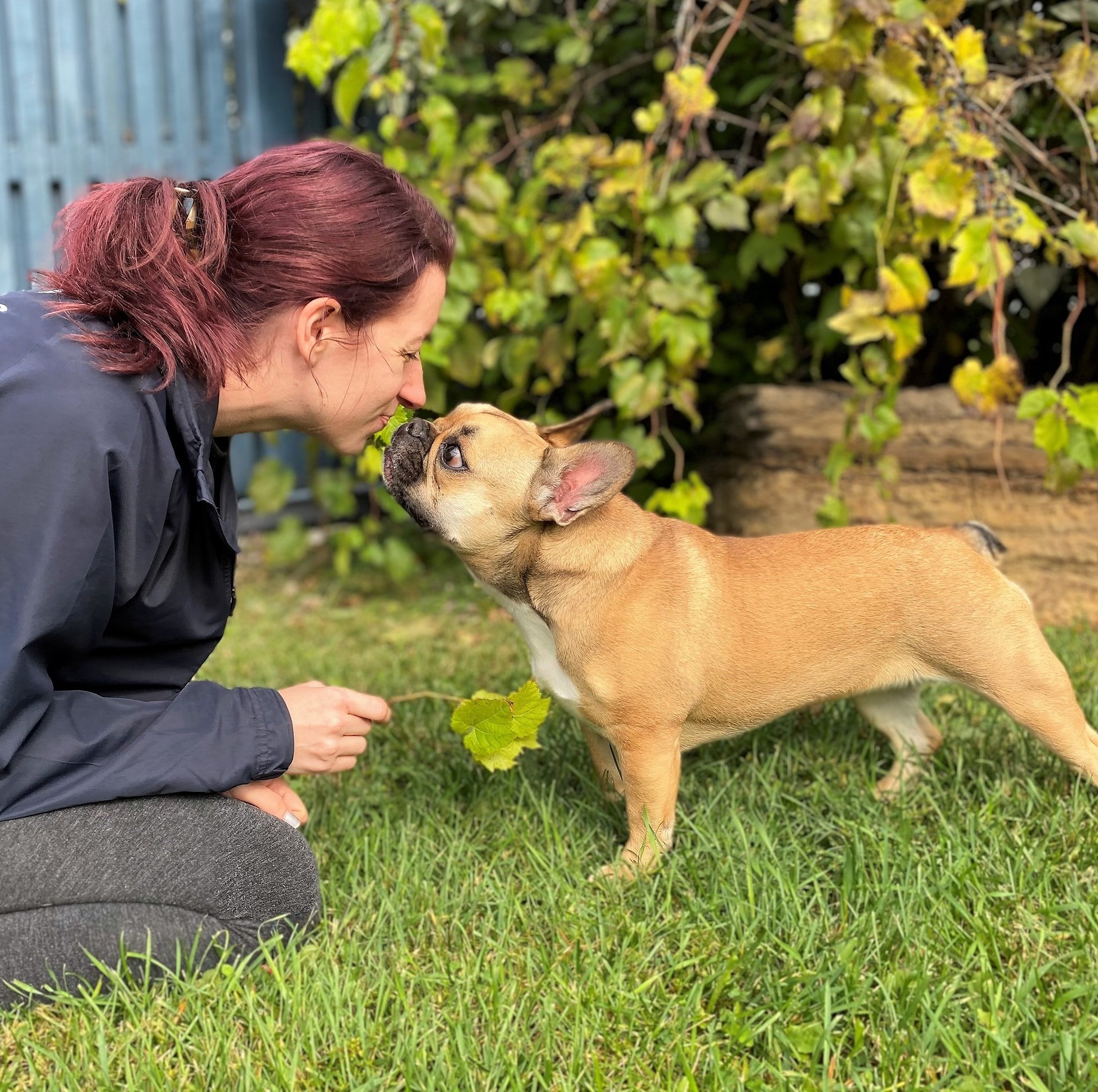 Halo Dog Training reviews