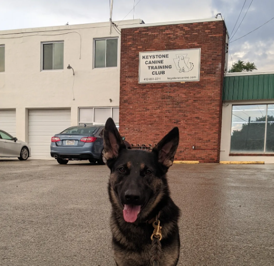 Keystone Canine Club reviews