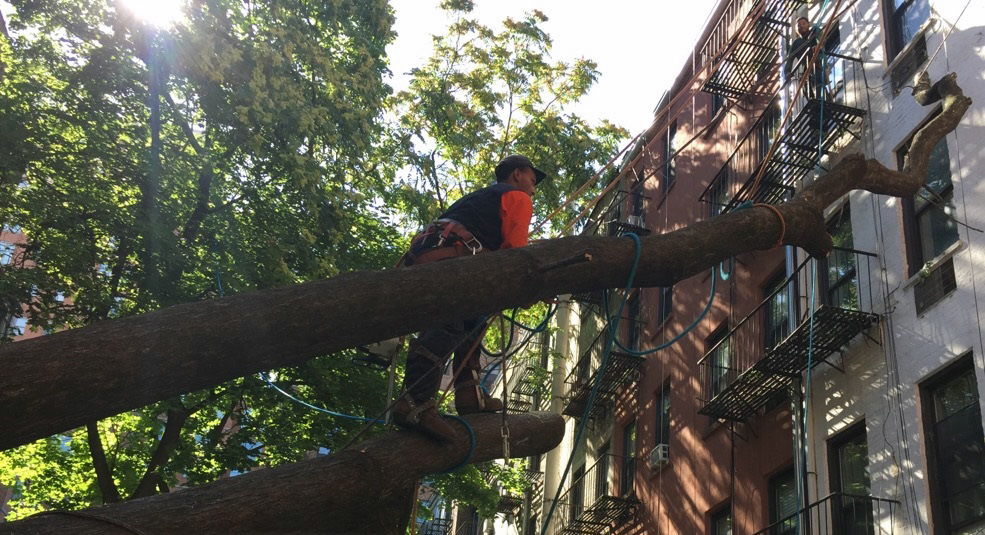 NYC Tree Pro reviews