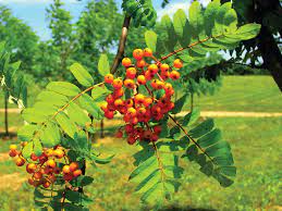 James Clarkson Desjardins Insurance Agent reviews