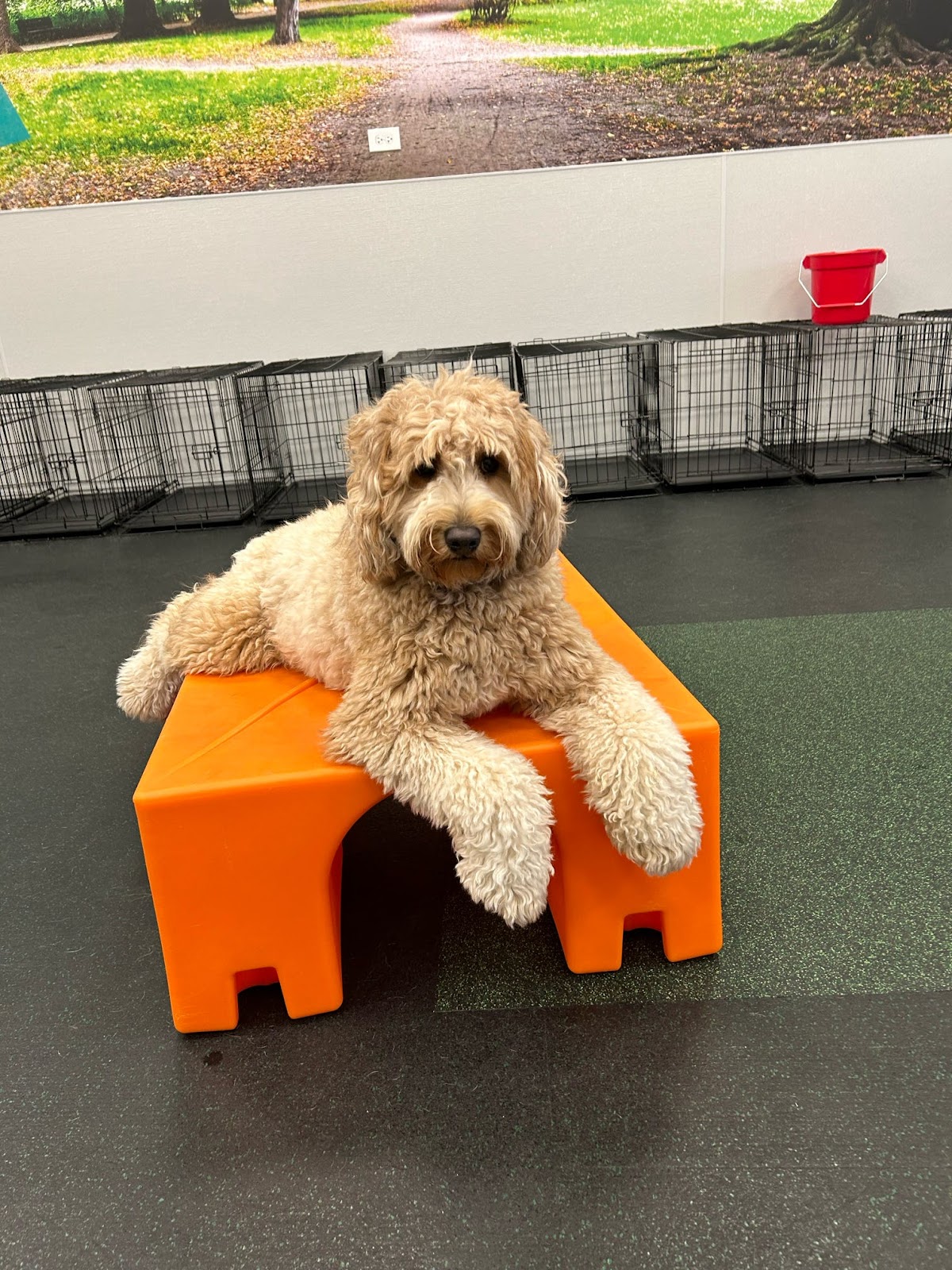 Dogtopia of Fort Myers photo