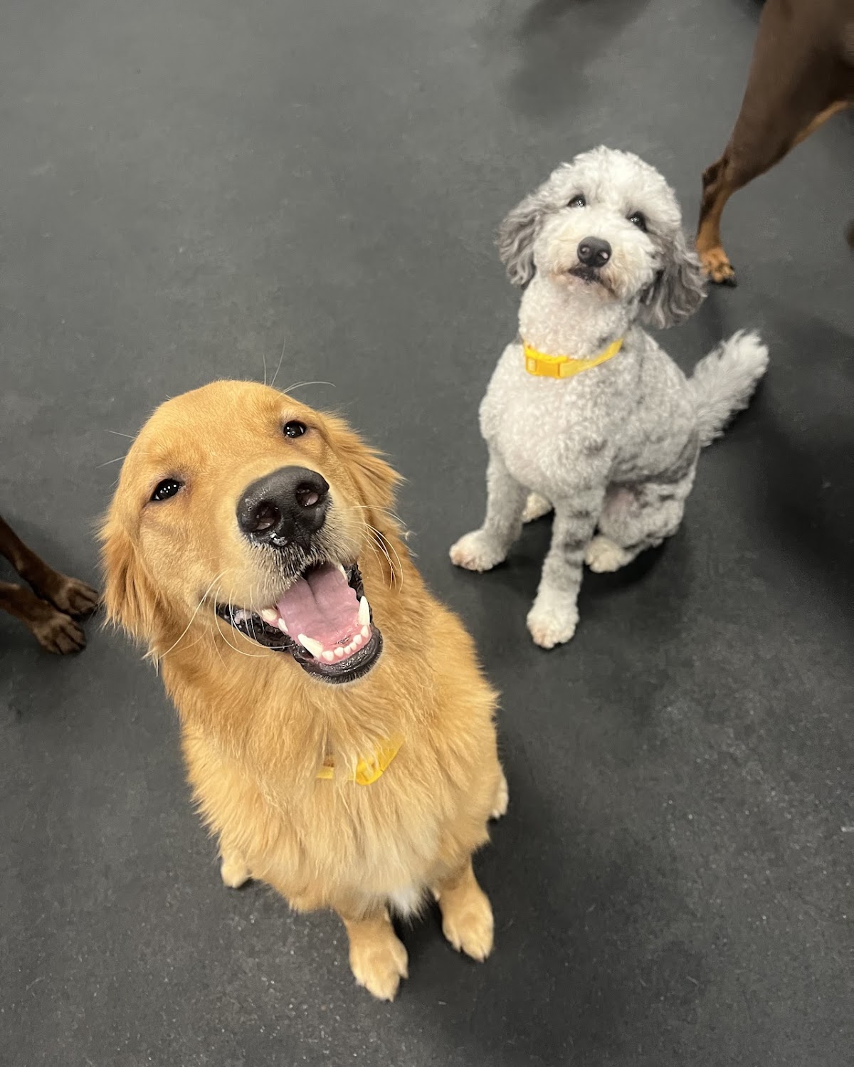 Dogtopia of Fort Myers photo