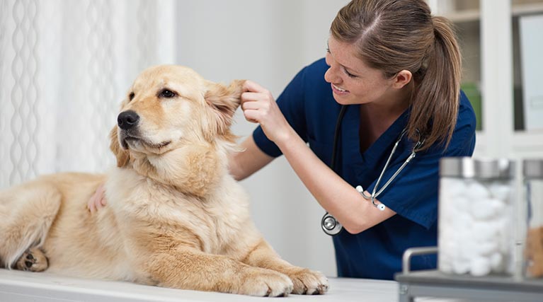 Paramount 24 Hr Animal Hospital reviews