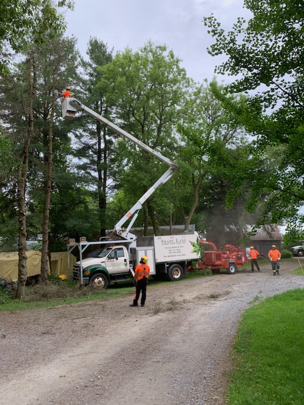 Shady Lane Expert Tree Care photo