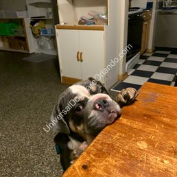 Universal Dog Care Orlando, Dog Care and Dog Boarding reviews