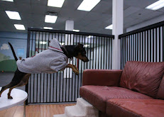 Good Karma Doggie Daycare and Petspa reviews