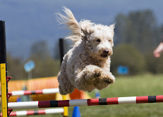 DogWorks Training Inc. reviews