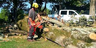 RGP Tree Service reviews