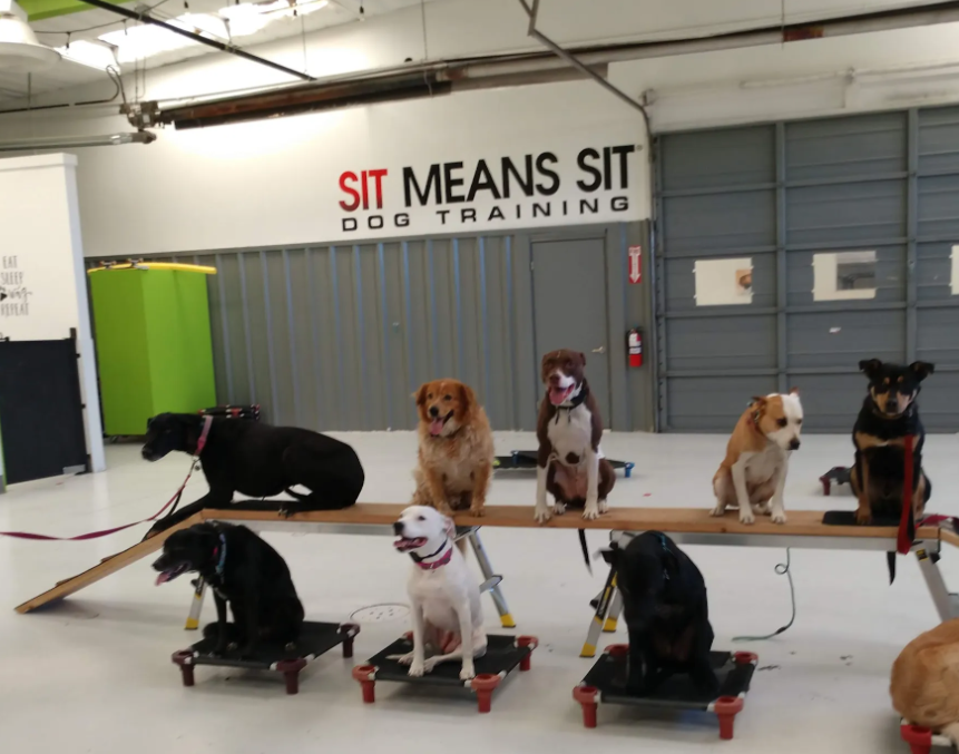 Sit Means Sit Denver Dog Training reviews