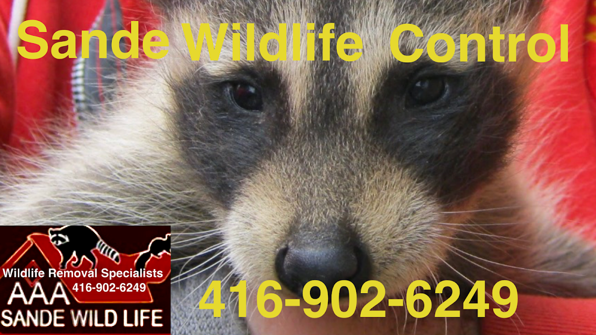 AAA Sande Wildlife Control reviews