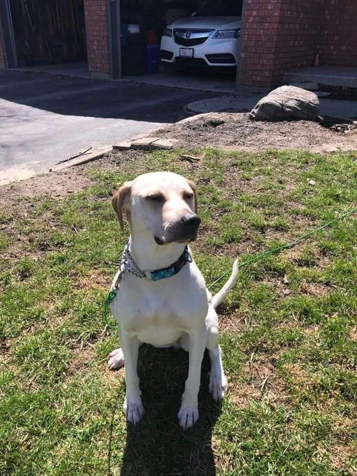 Interactive Dog Rescue Training & Psychology Centre reviews