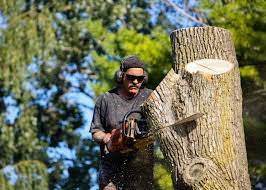 Tree Service Pros reviews