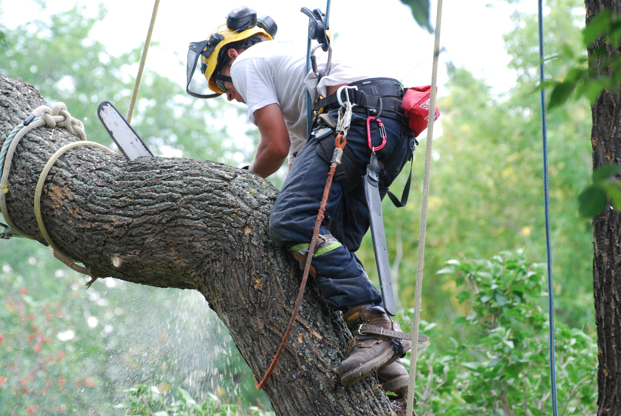 Tree Service Professionals reviews